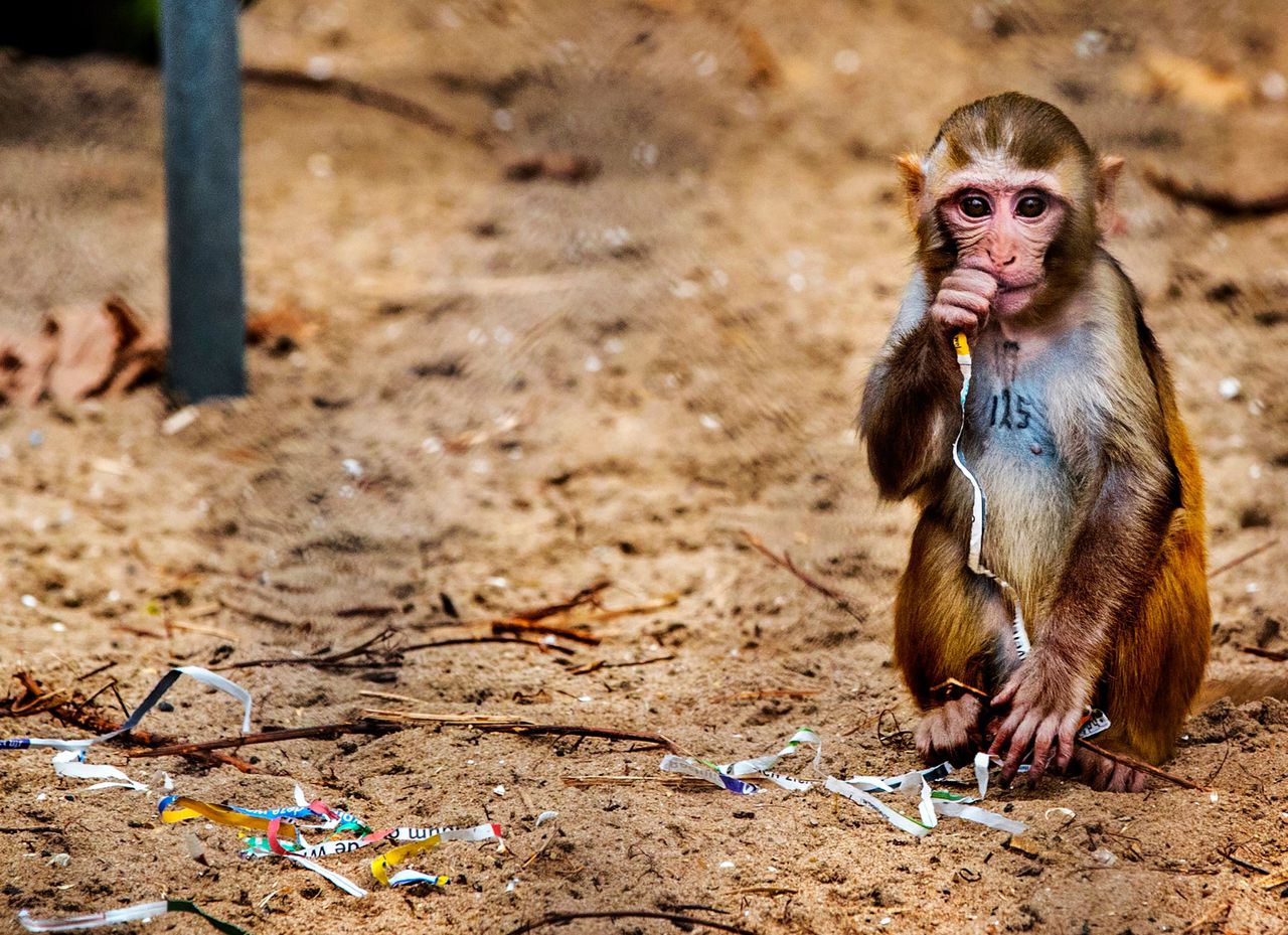 Forse vermindering van dierproeven met apen 