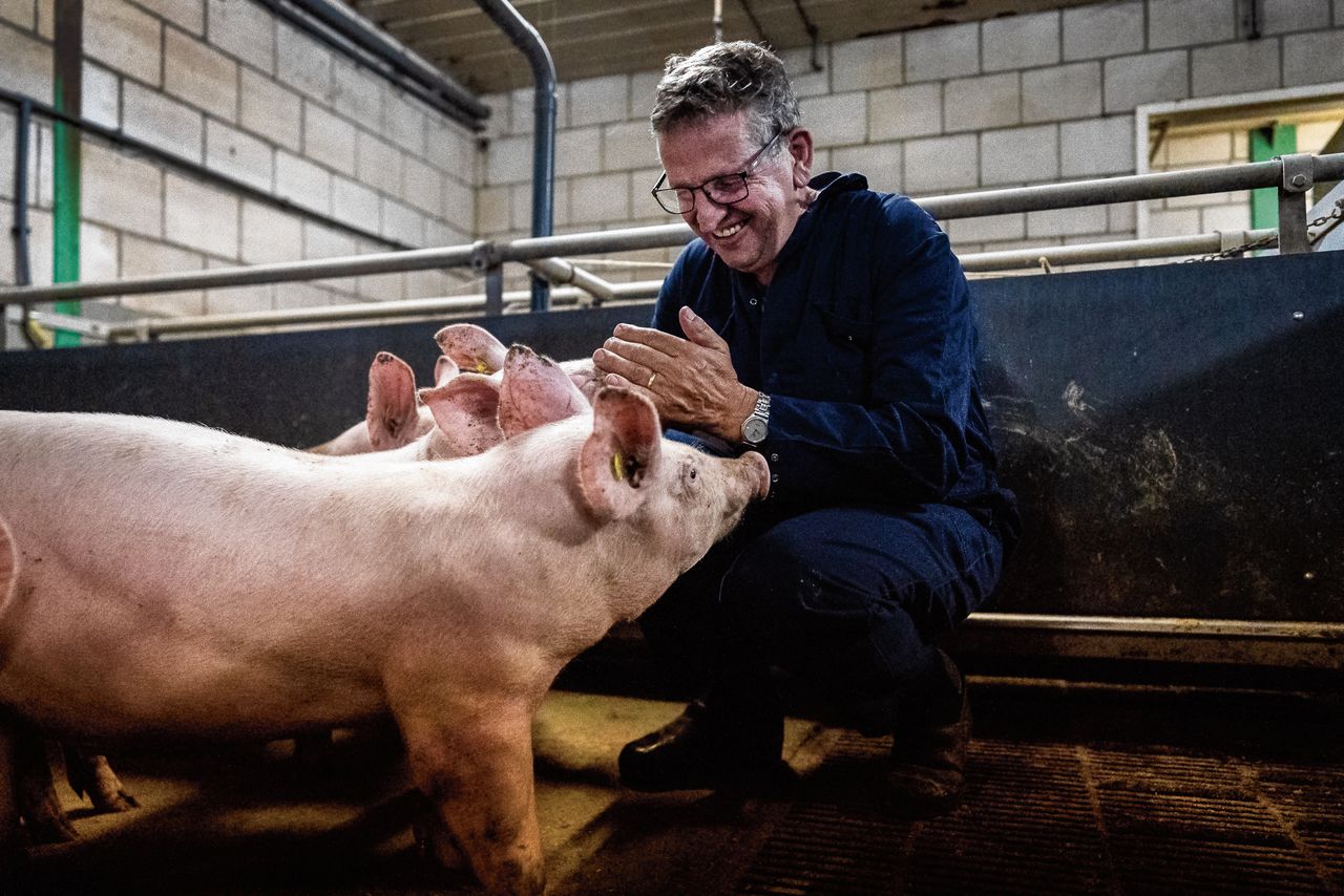 Boer Herman Krol bij zijn varkens.