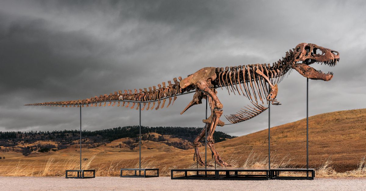 ‘Neem een grotere hap’, zegt de veilingmeester, waarna T. rex ‘Gus’ voor 44 miljoen euro wordt verkocht