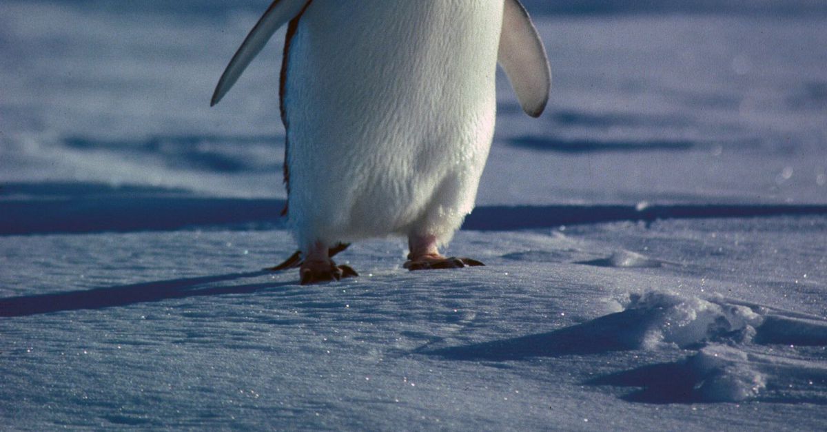 Deze pinguïn heeft het liever een beetje warm NRC