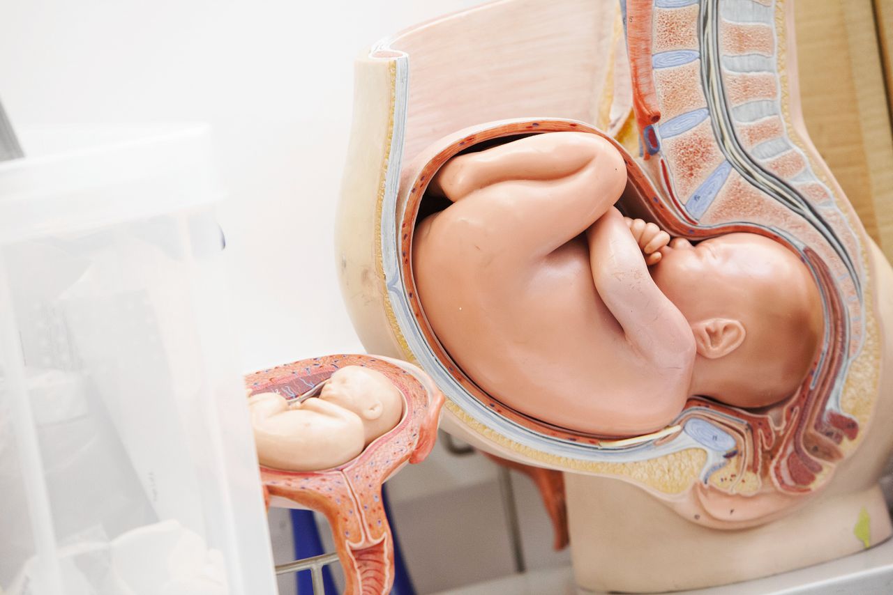 Hormoon voorkomt vroeggeboorte bij moeders met korte baarmoedermond 