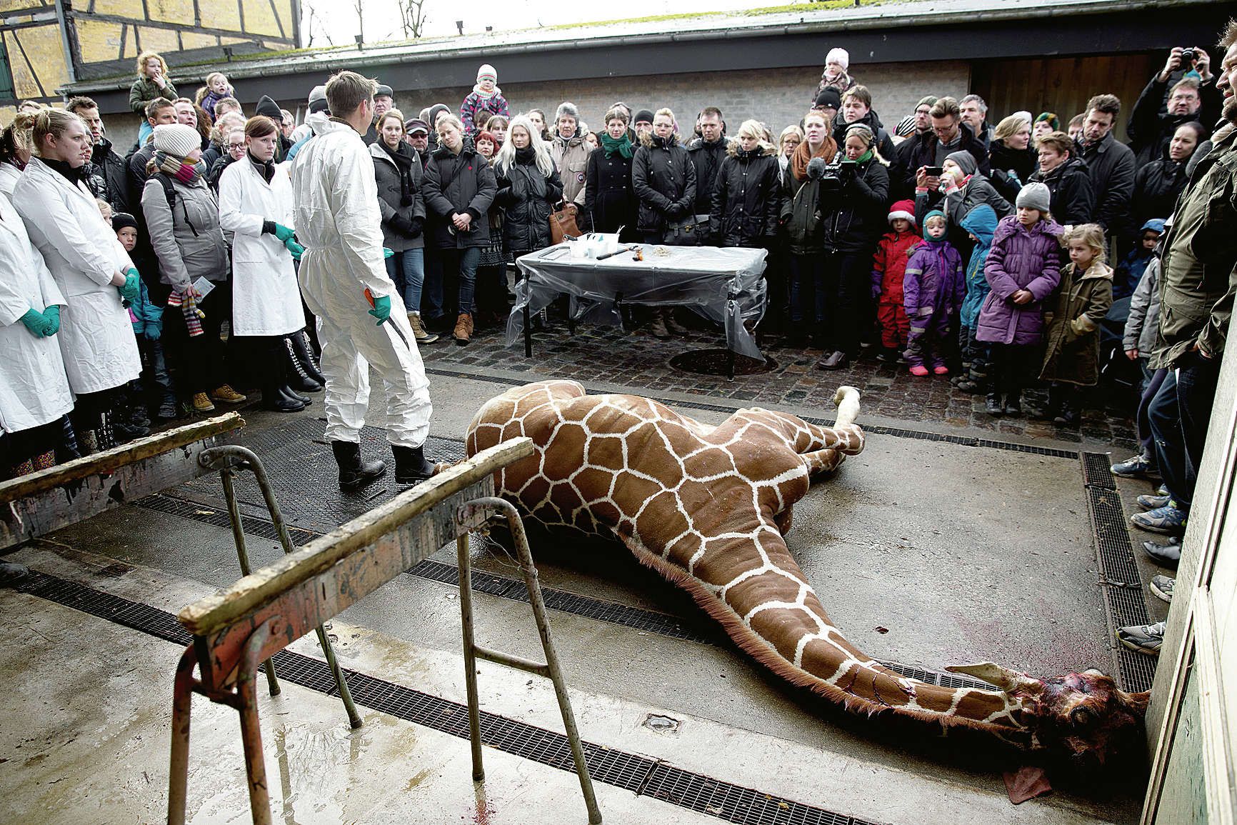 giraffen marius btc