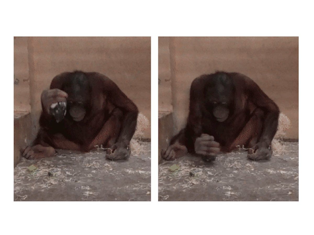 Ook de orang-oetan is handiger dan gedacht 