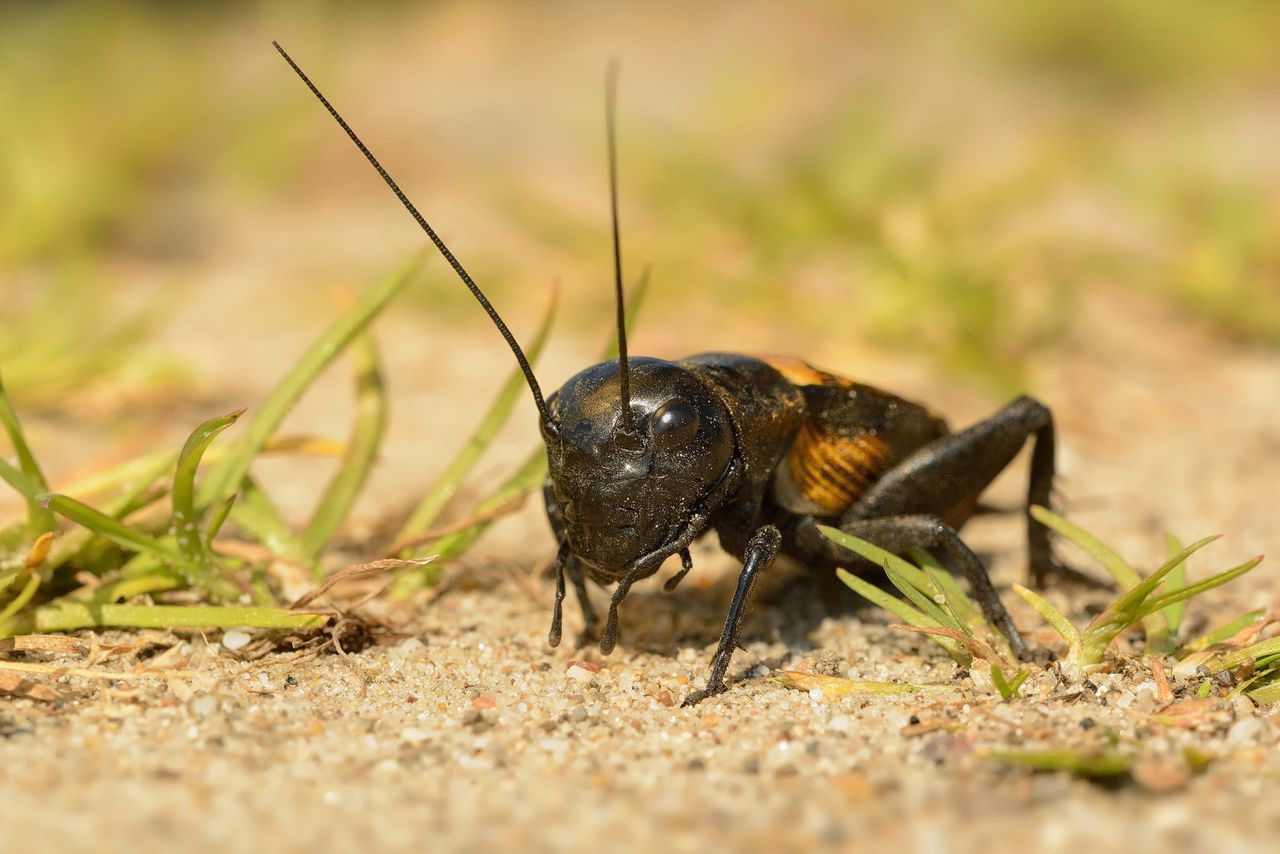 Luidruchtige veldkrekel is ‘insect van het jaar’ 