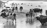 The summer of 1976: bathing in the lek near Vianen.,