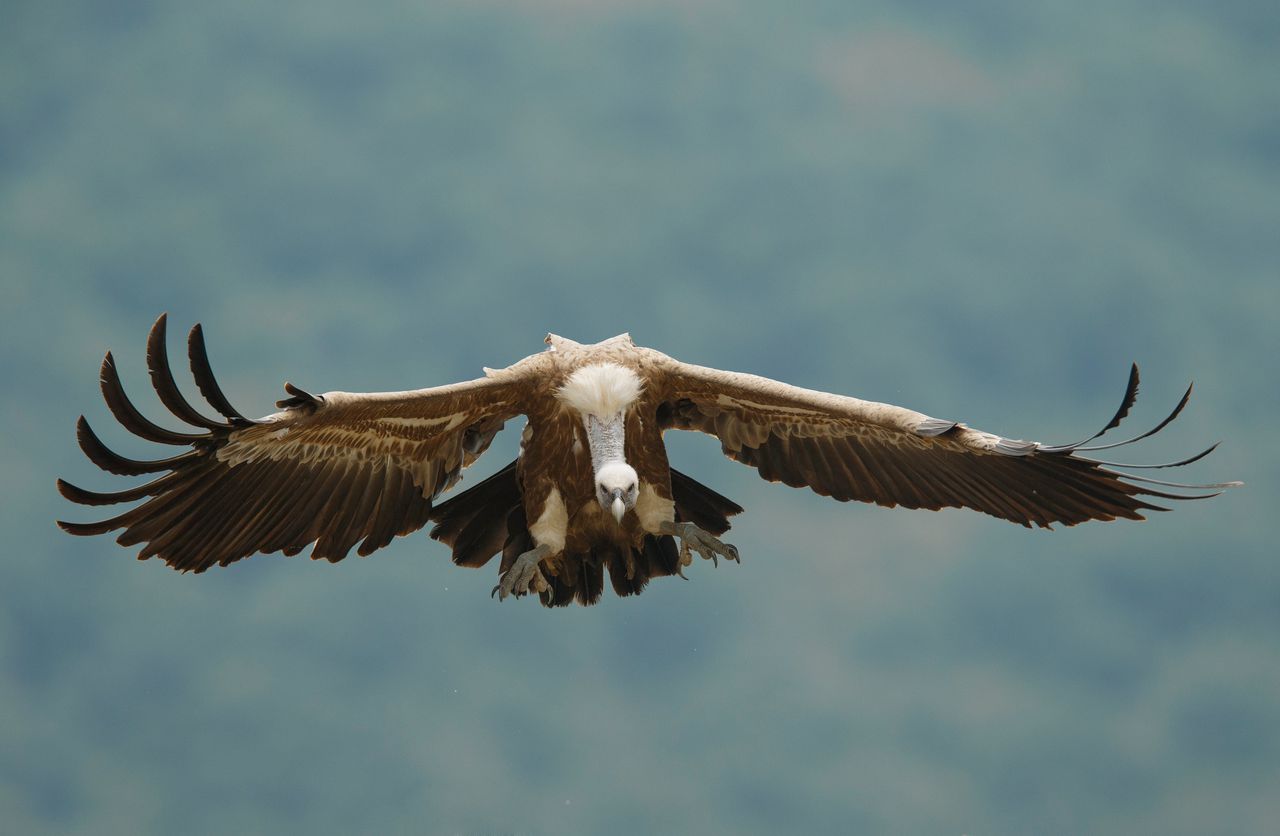 Dankzij ‘herverwildering’ zijn de Bulgaarse bergen weer voor de gieren 