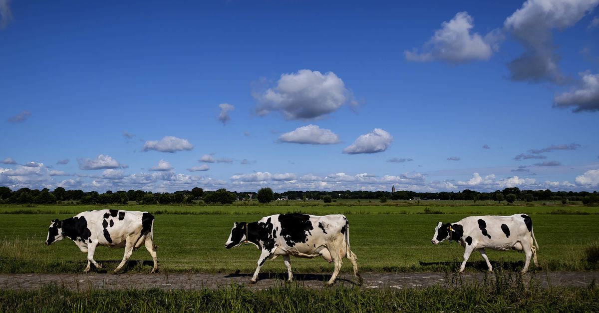 China kondigt forse heffingen aan voor Europese zuivel, FrieslandCampina krijgt hoogste tarief