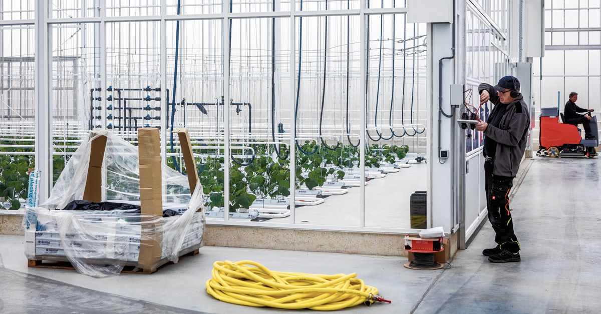 Tuinbouw van de toekomst: groente als concurrent van chocolade