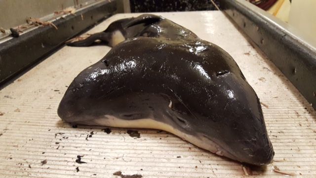 Conjoined North Sea harbour porpoise twins