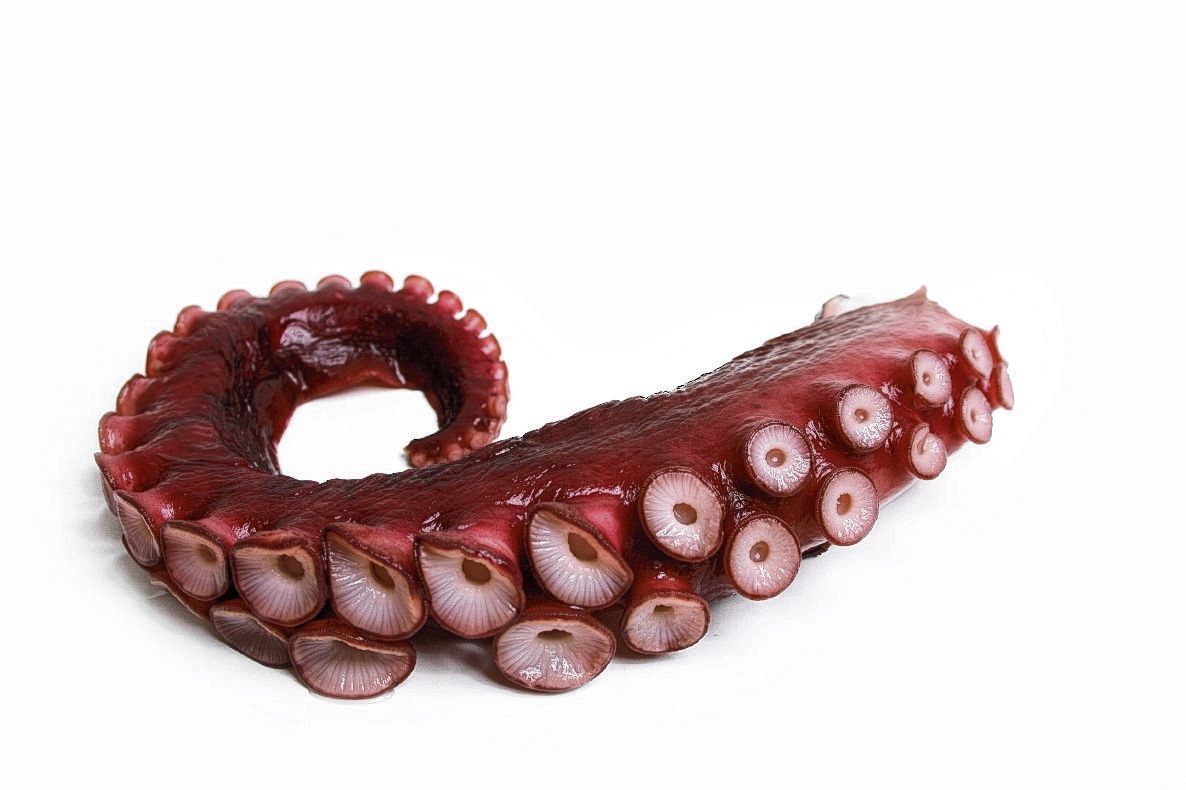 Щупальца осьминога фото. Тафтинг щупальцы осьминога. Щупальца осьминога. Ноги осьминога. Щупальца осьминога.