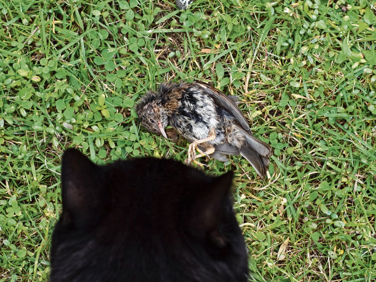 Een jonge heggenmus die is gegrepen door een kat.