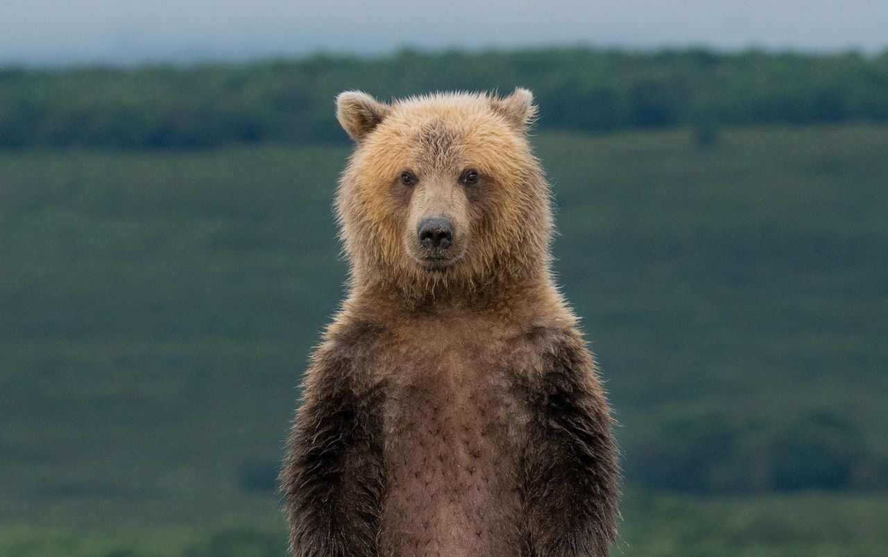 Een gevecht met een beer overleefd – en dan begint het zoeken naar wat dat betekent 