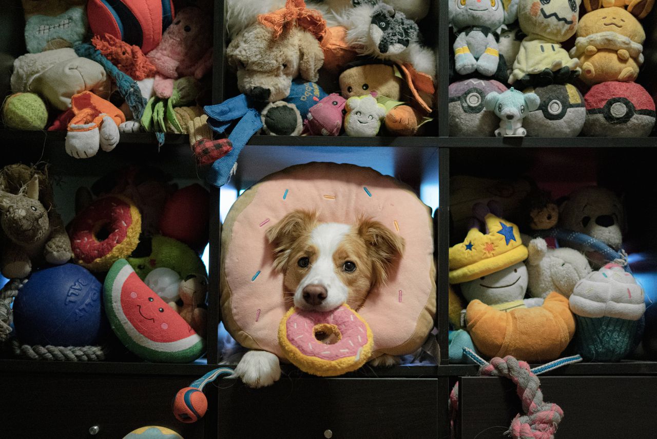 Honden leren al een nieuw woord van horen zeggen