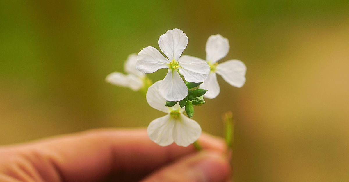 Planten overleefden de meteorietinslag door hun genoom te dupliceren