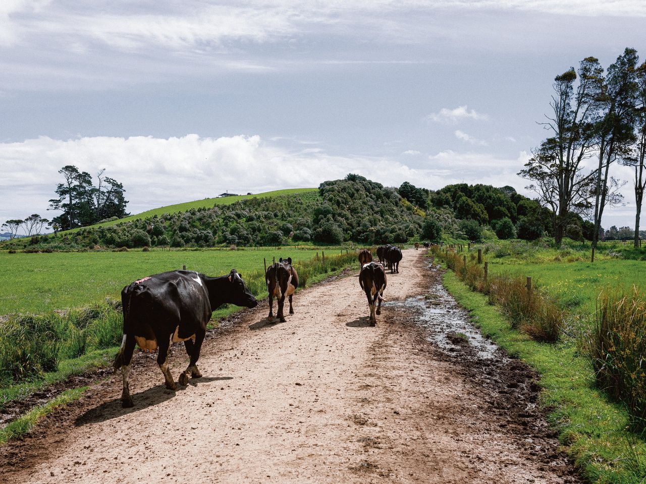 Scheetbelasting voor koeien? Nieuw-Zeelandse boeren zijn woedend op hun regering 