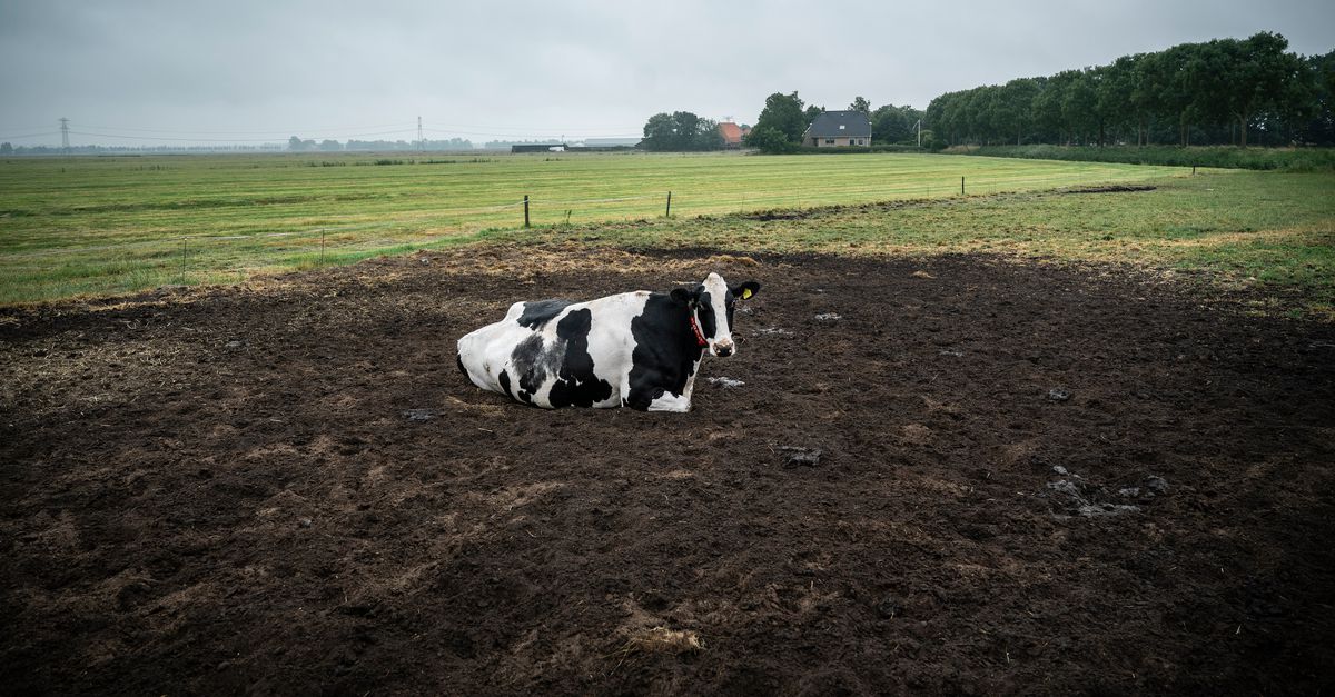 Roy Meijer zwaait af als boegbeeld van jonge boeren: ‘Het is onvermijdelijk dat we naar een landbouw met minder dieren gaan’