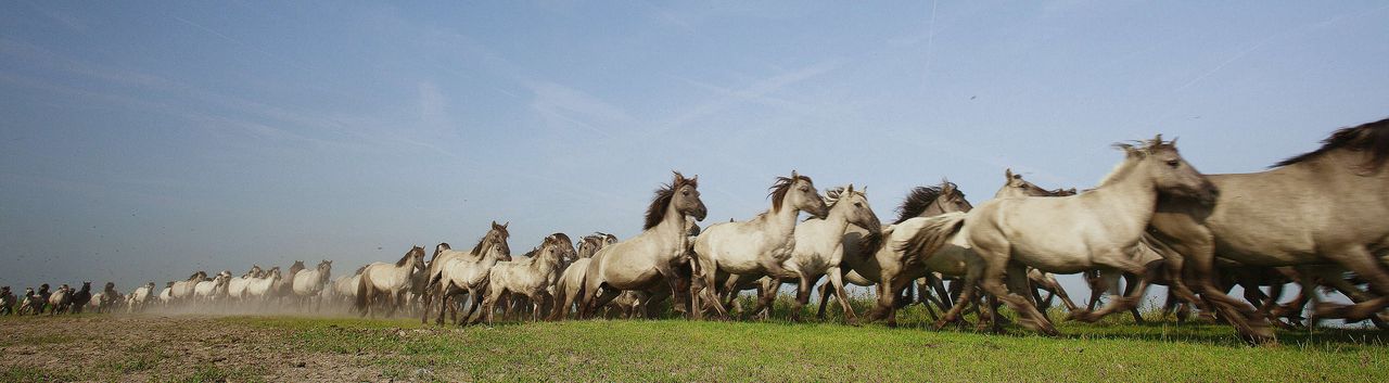 Dravende konikpaarden aan de Oostvaardersplassen in natuurfilm De Nieuwe Wildernis