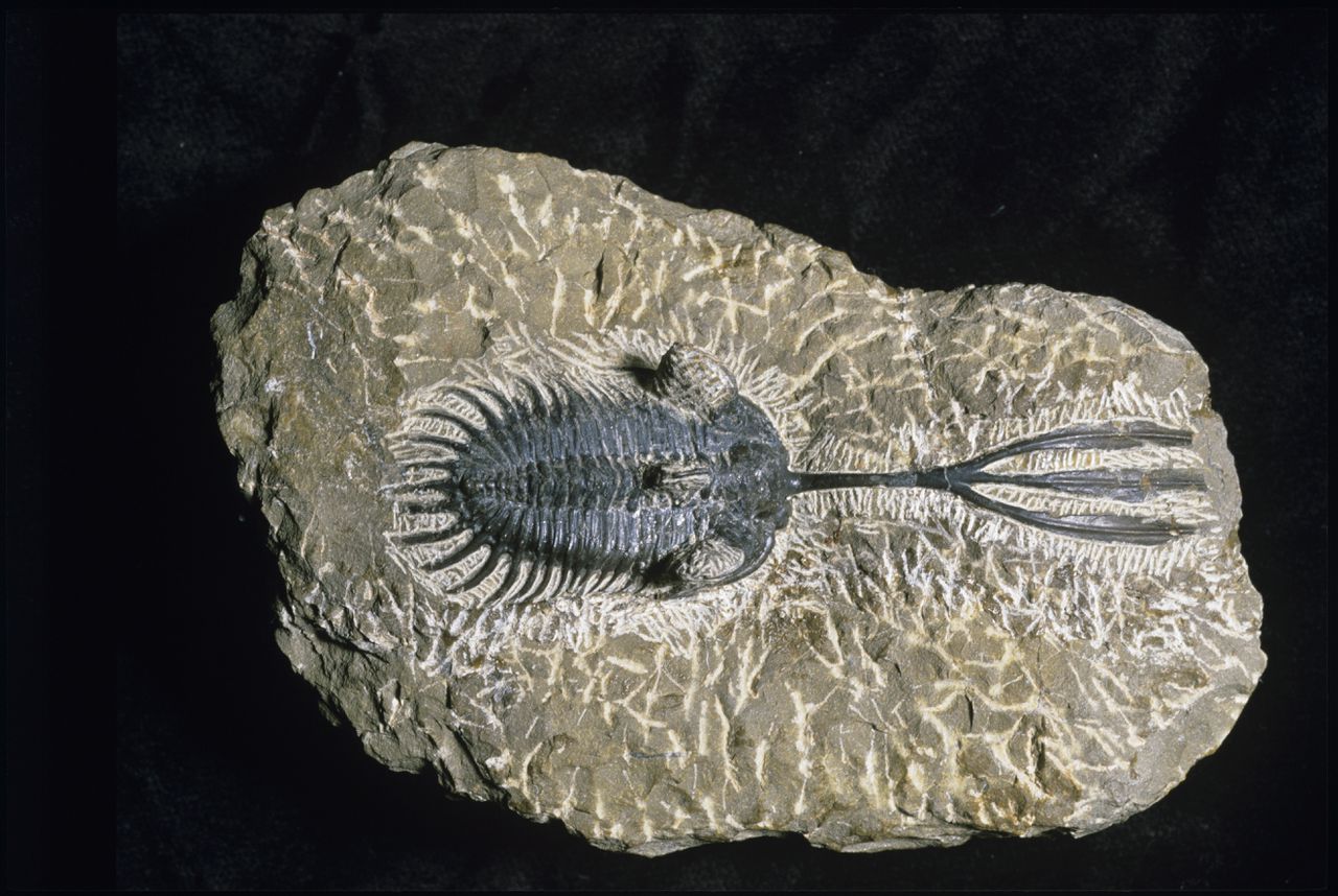 Een trilobietfossiel van het geslacht Walliserops, met een kenmerkende drietand.