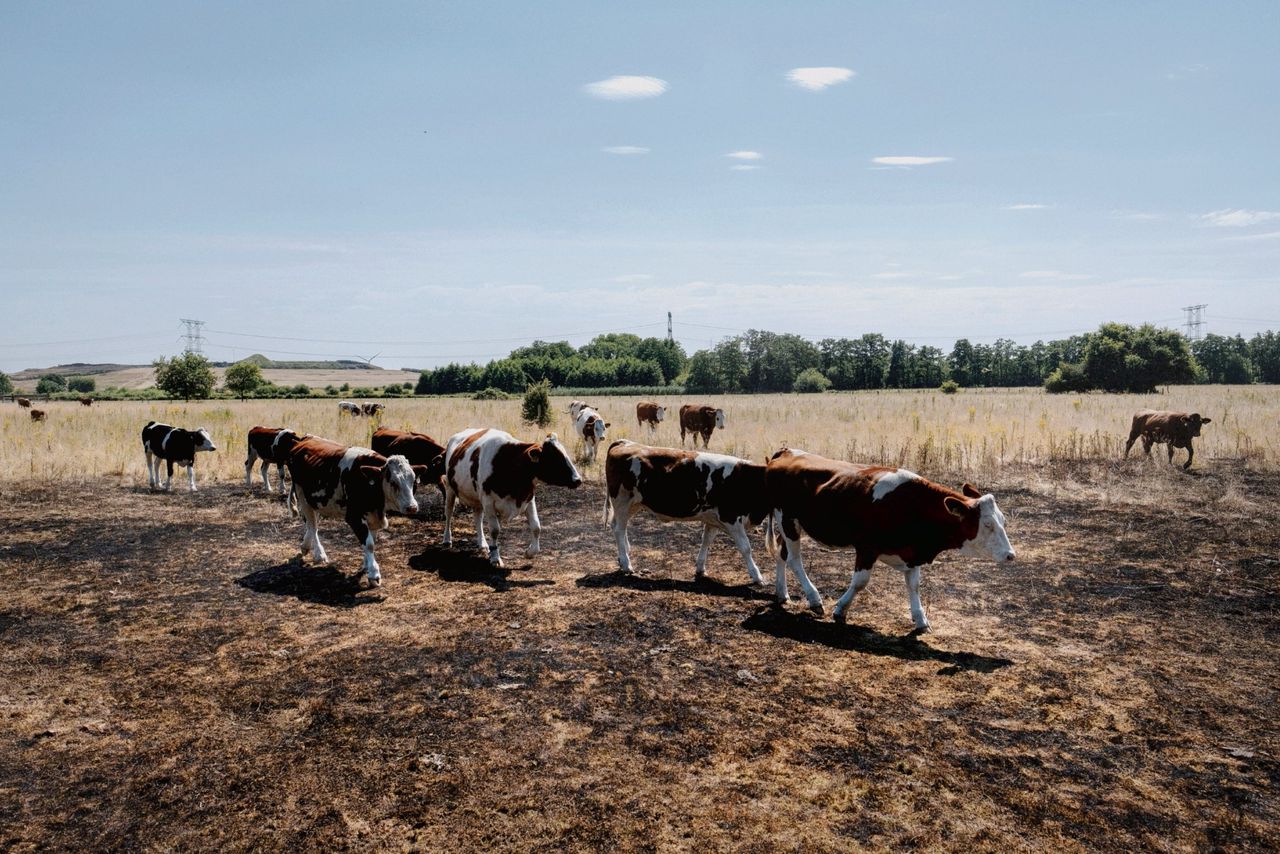 Koeien in de buurt van Huis ter Heide na een bosbrand door de droogte.
