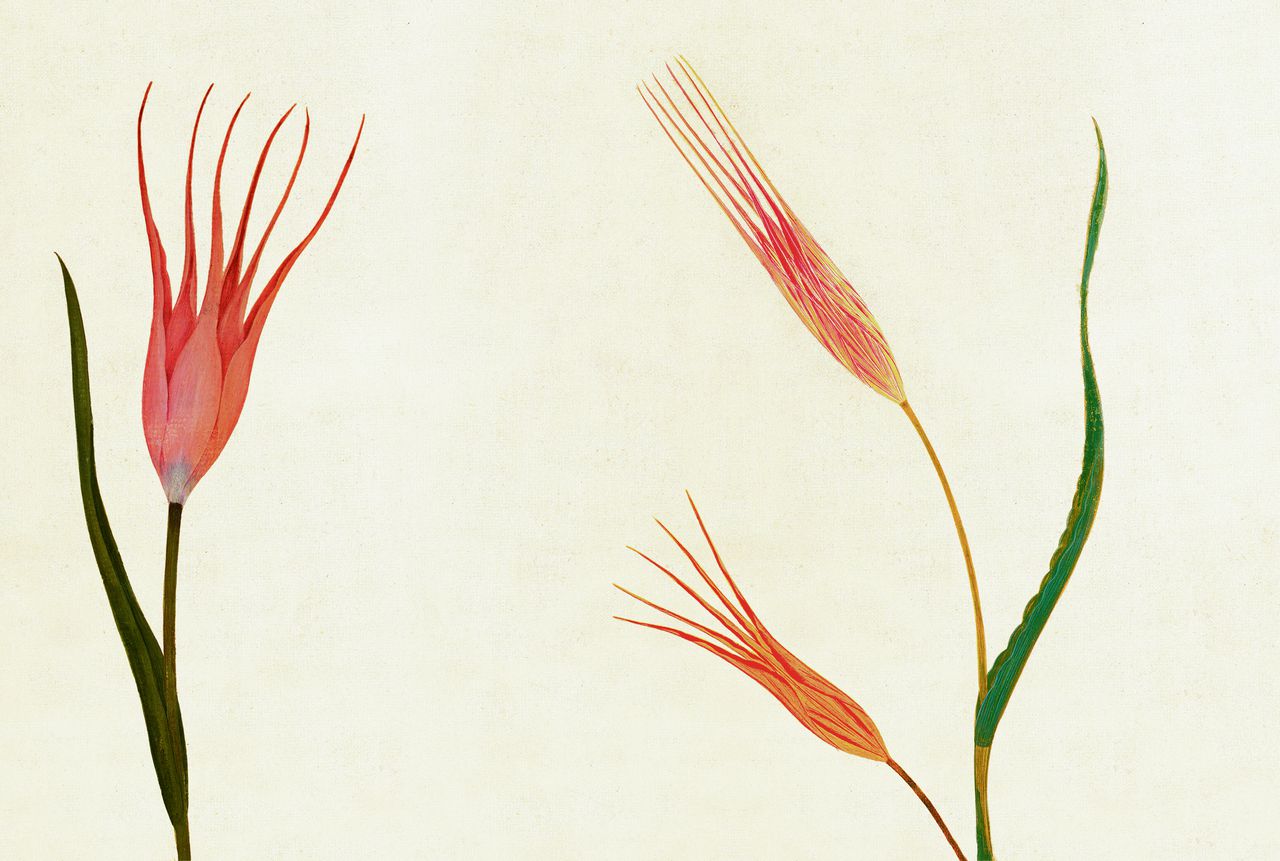 Naaldtulpen Gestileerde afbeeldingen, afkomstig uit 18e-eeuws Osmaans bloemenboek.