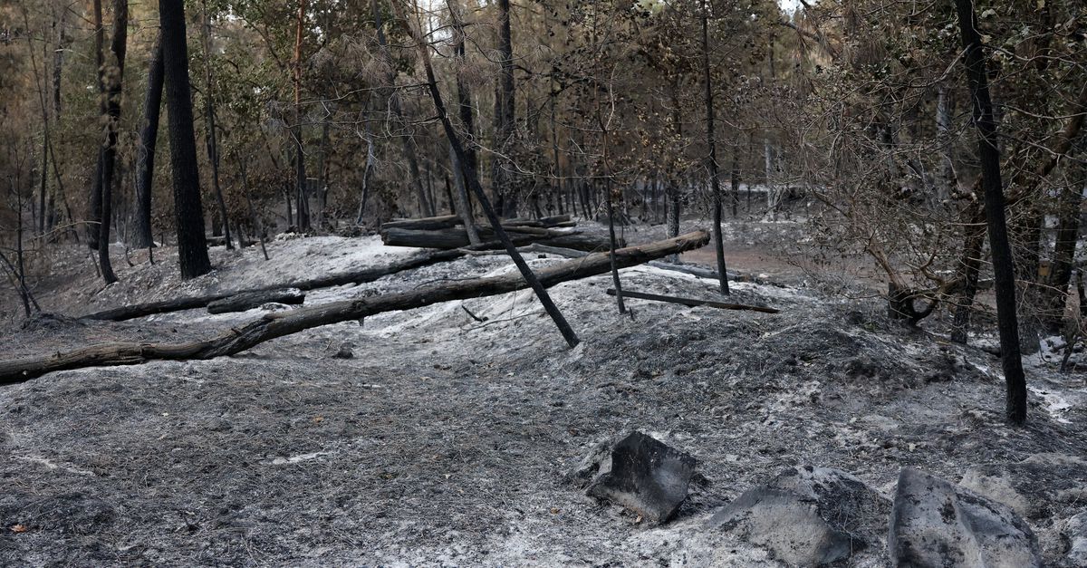 De natuurbrand in Fontainebleau is mogelijk door een brandweerman aangestoken. Wat maakt een brandstichter een pyromaan?