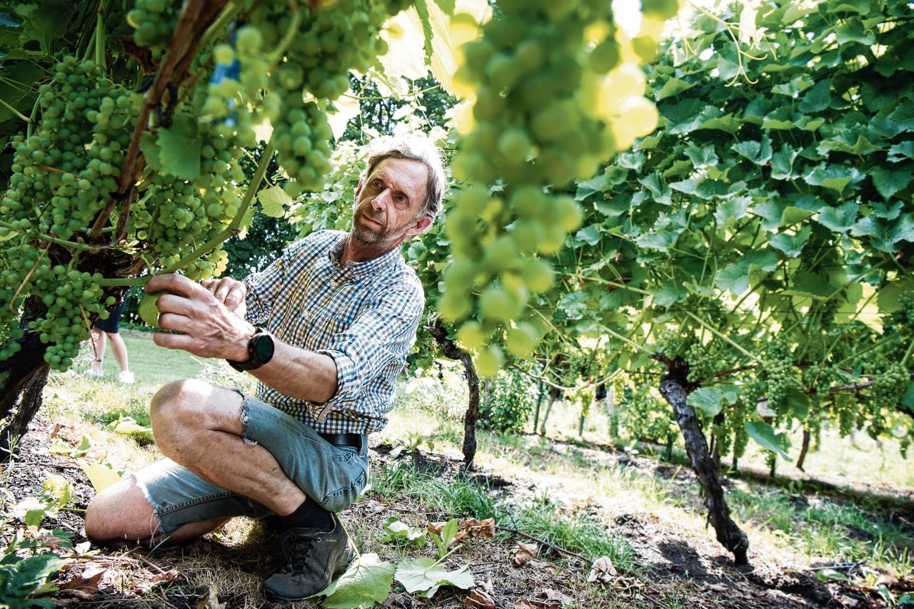 Wijnboer Henk Breugemtoont de volle druiventrossen in zijn wijngaard in Nijkerk. „Veel zon geeft ze een dikkere schil, en daarmee meer kleur-, geur- en smaakstoffen.”