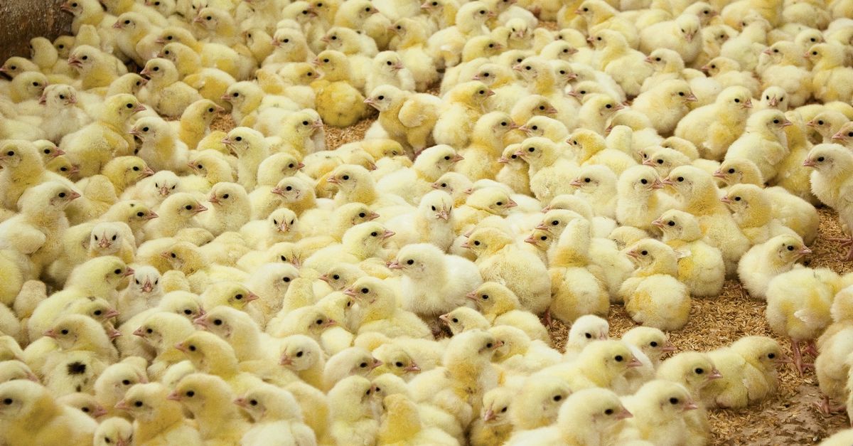 Ongewenste haantjes opsporen in het ei - NRC