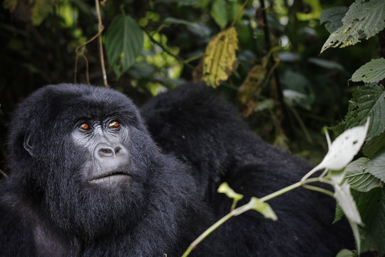 In de provincie Noord-Kivu ligt het natuurreservaat Virunga, Unesco-werelderfgoed. Hier leeft de grootste populatie berggorilla’s ter wereld, een bedreigde diersoort.