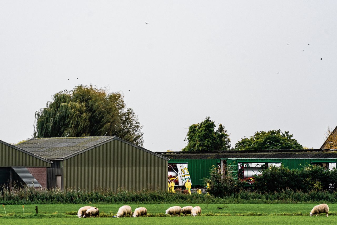 Dreiging van vogelgriep groeit  