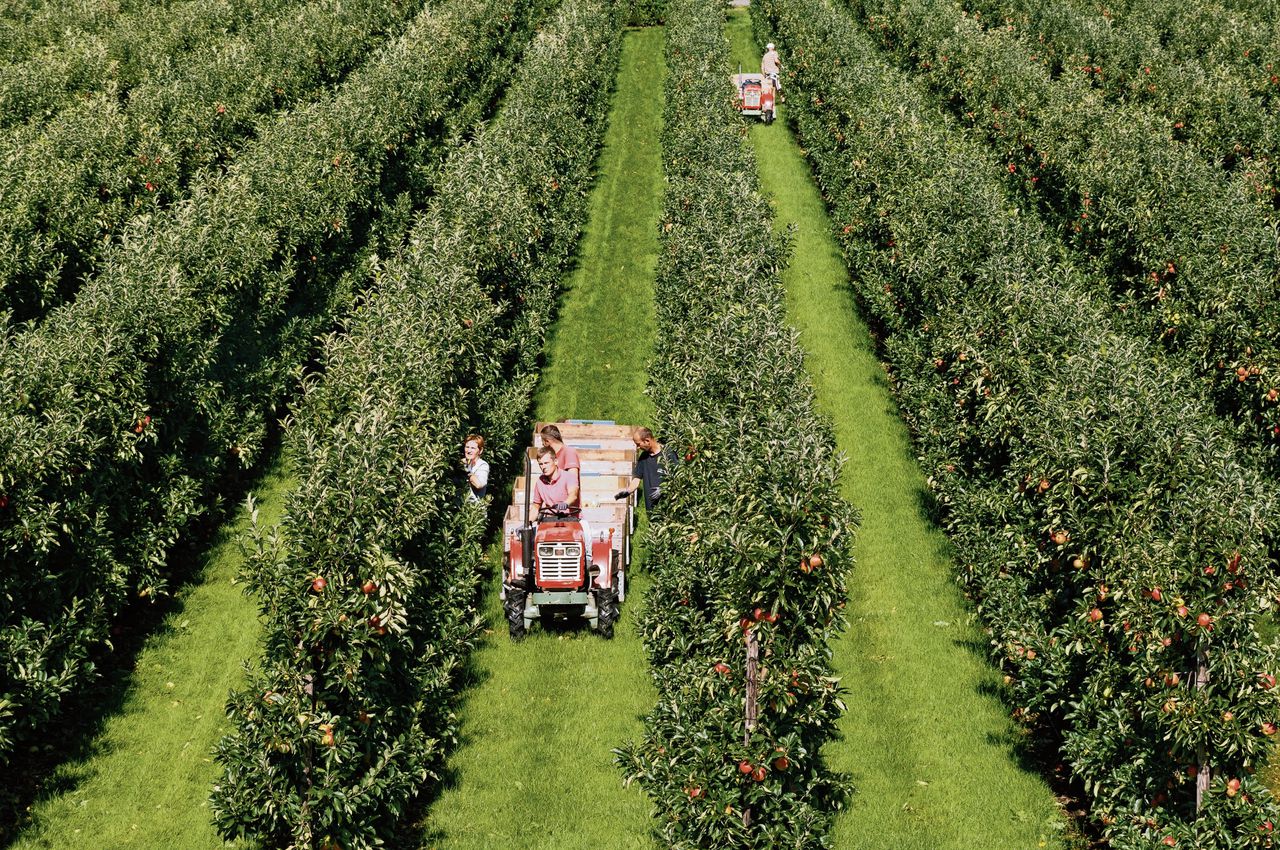 Poolse werknemers plukken fruit in Gelderland. George Mollering/ ANP