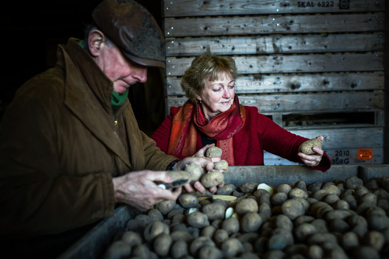 Klein wonder: biologische aardappelen 