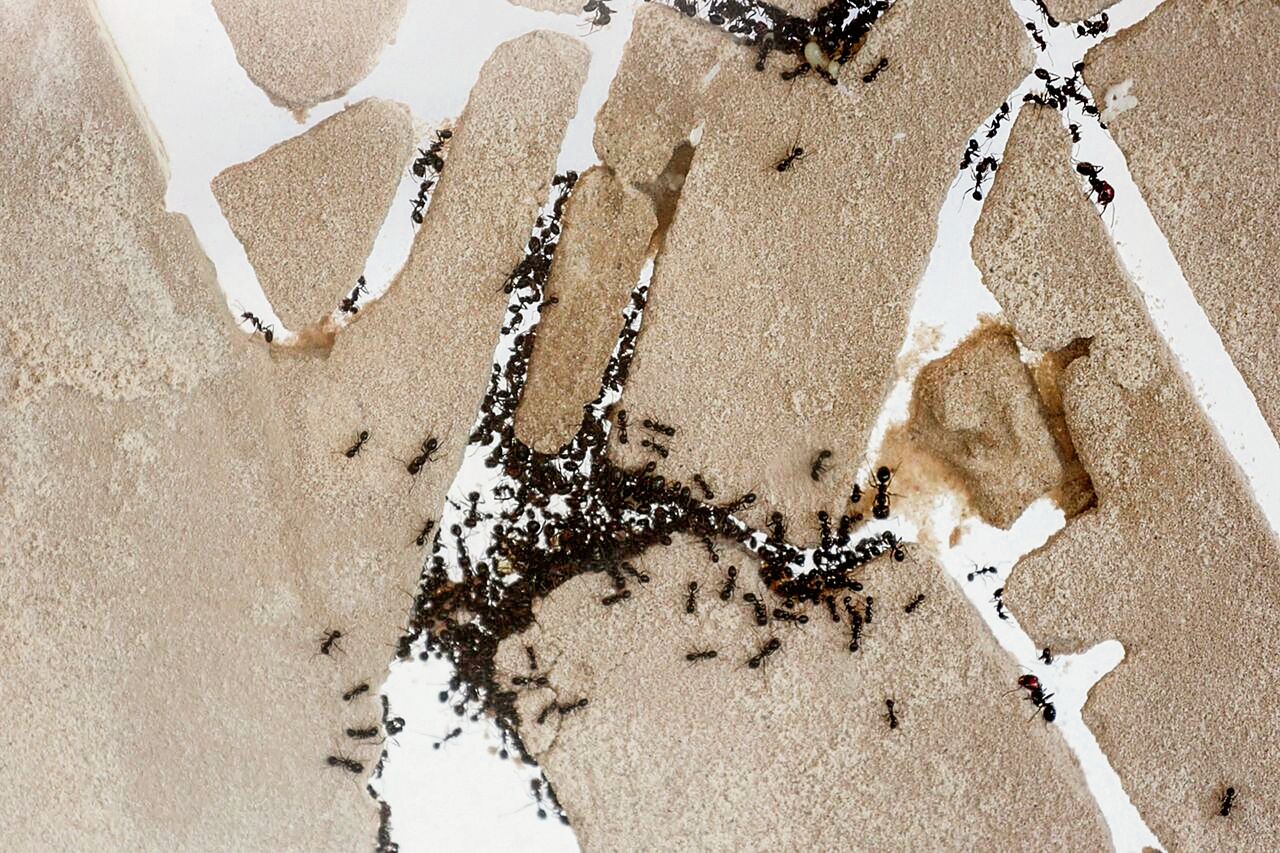 Dertienhonderd Spaanse mieren krioelen in een uit zand opgetrokken maquette van de Rotterdamse binnenstad tussen twee glasplaten. Foto Studio 1:1