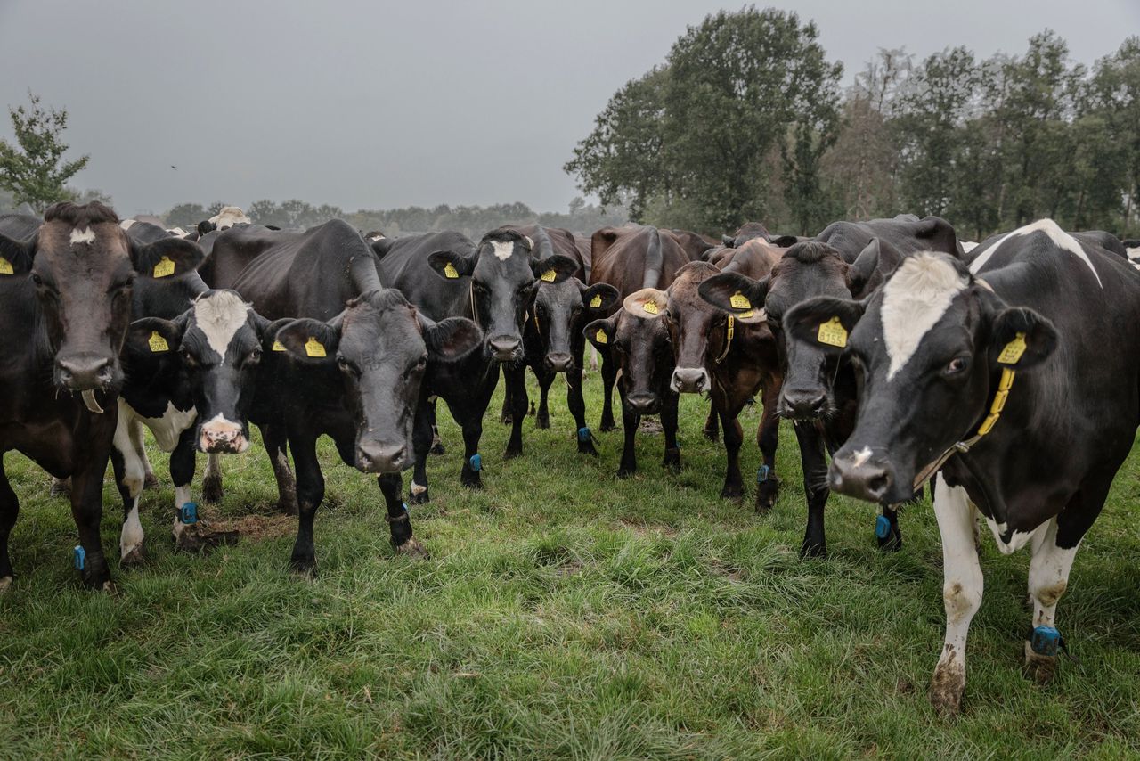De koeien van melkveehouder Paul Hazenberg.