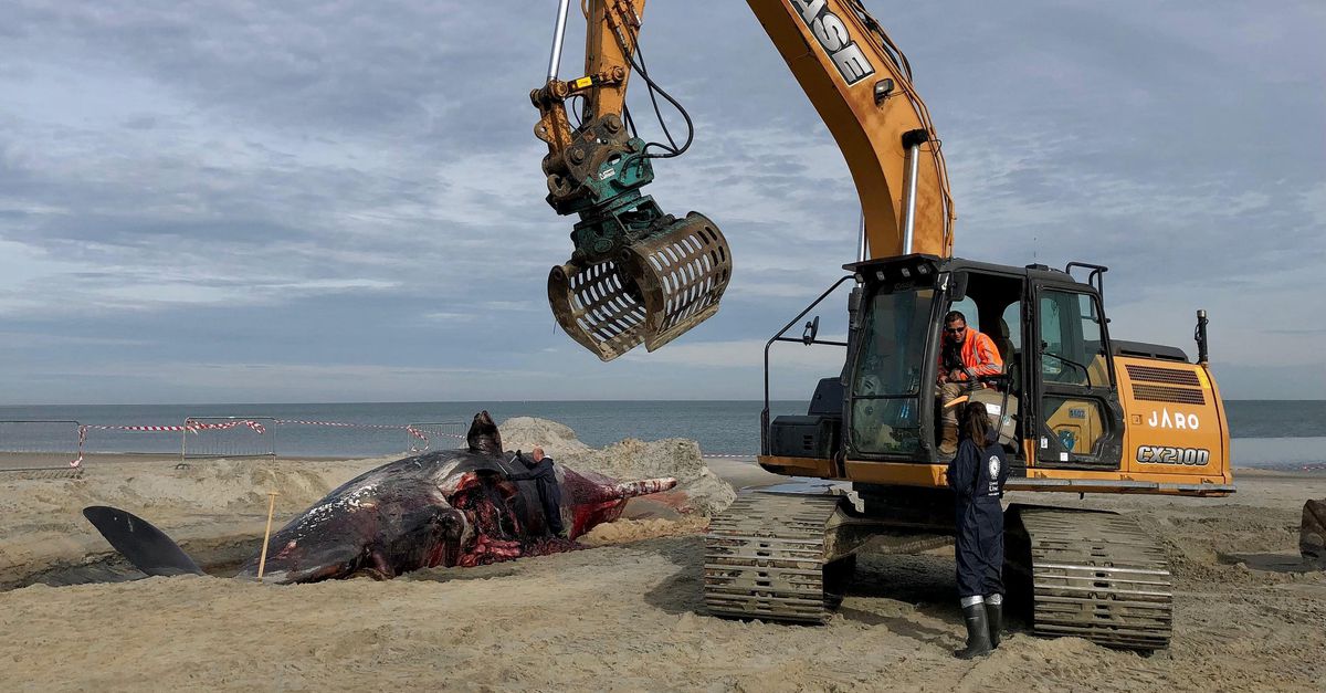 De in Zeeland aangespoelde potvis heeft een huid als een autoband en een warme buik waaruit het gas ‘als vuurwerk’ ontsnapt