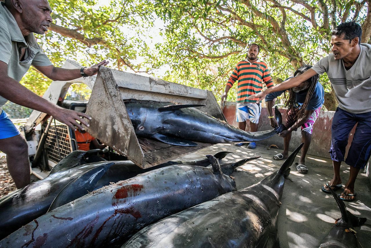 Karkassen van een aantal op Mauritius aangespoelde dolfijnen.