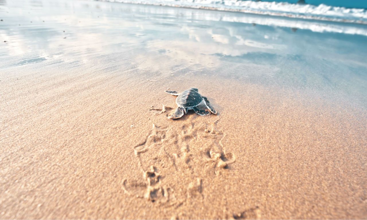 Waarom de groene zeeschildpad uit Australië dreigt te verdwijnen 