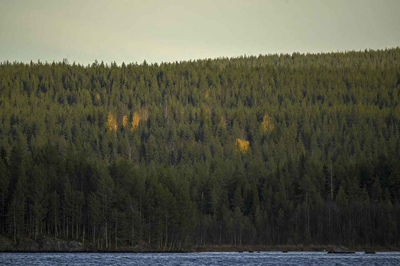 Stormen, branden en schorskevers teisteren het Finse bos 