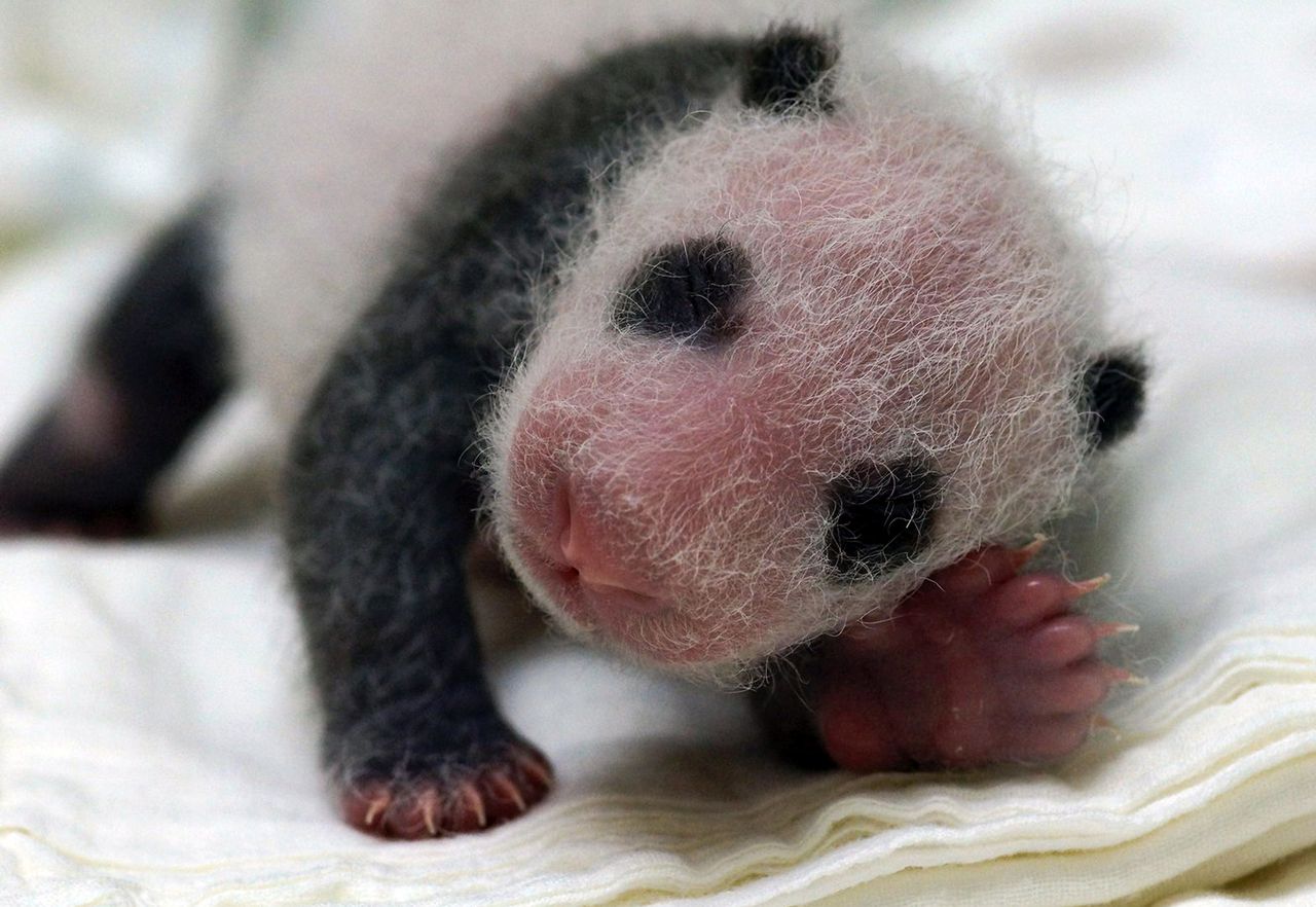 Kijken een reuzenpanda van 15 centimeter sabbelt op zijn duim