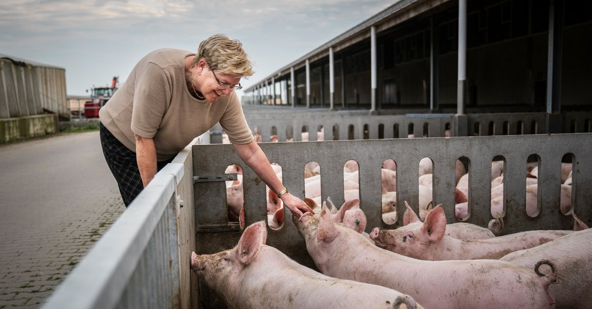 Aantal stalbranden nauwelijks afgenomen, tienduizenden dieren komen jaarlijks om
