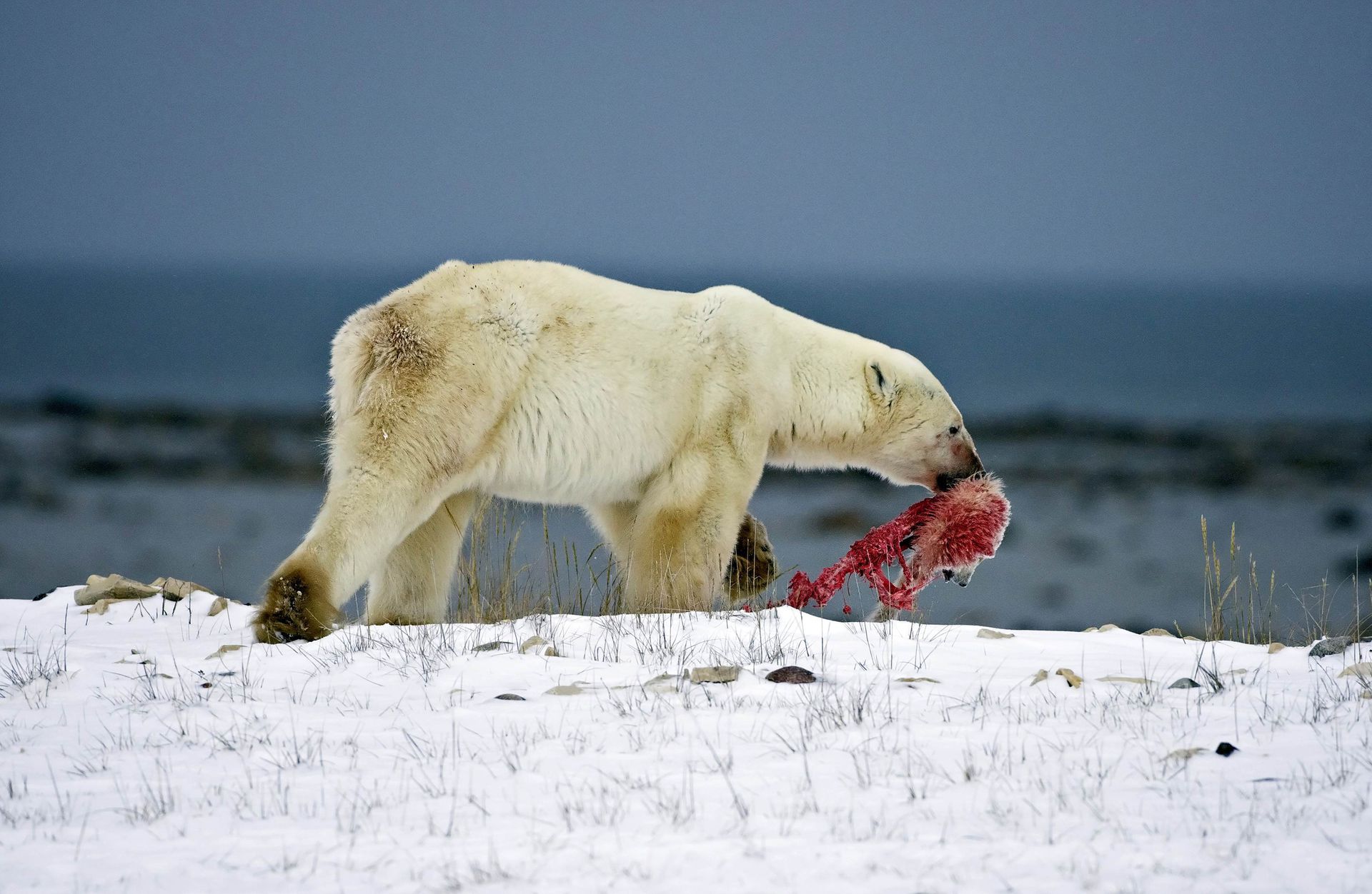 Есть ли медведь людей. Каннибализм у белых медведей. Белый медведь. Белый медведь охотится.