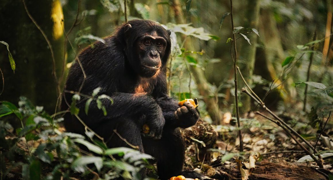 Wilde chimpansees zijn gematigde drinkers