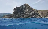 Due to the 'tropicalization' of the Mediterranean Sea, 126 non-native fish species can now be found, including golden maccreds, coral devils and barracudas.