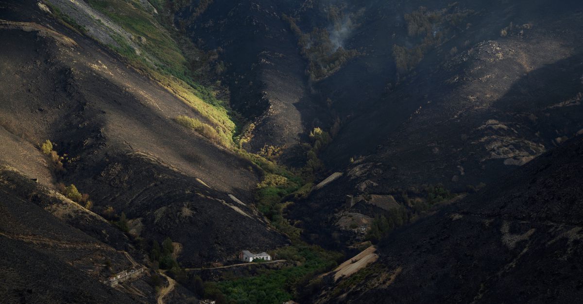 Waarom het wel/niet goed gaat met de Europese bossen