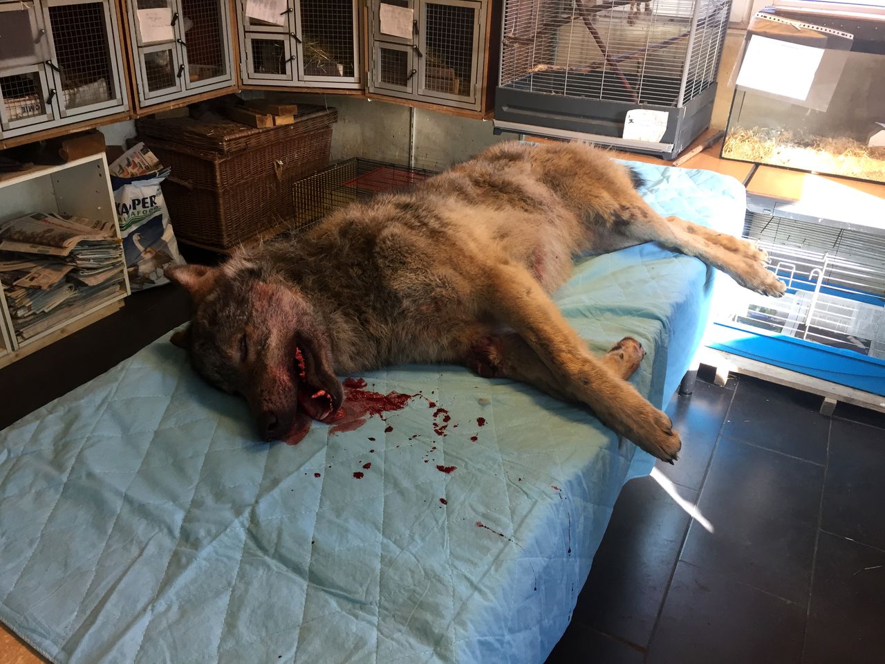 Vermoedelijke wolf doodgereden in Drenthe 
