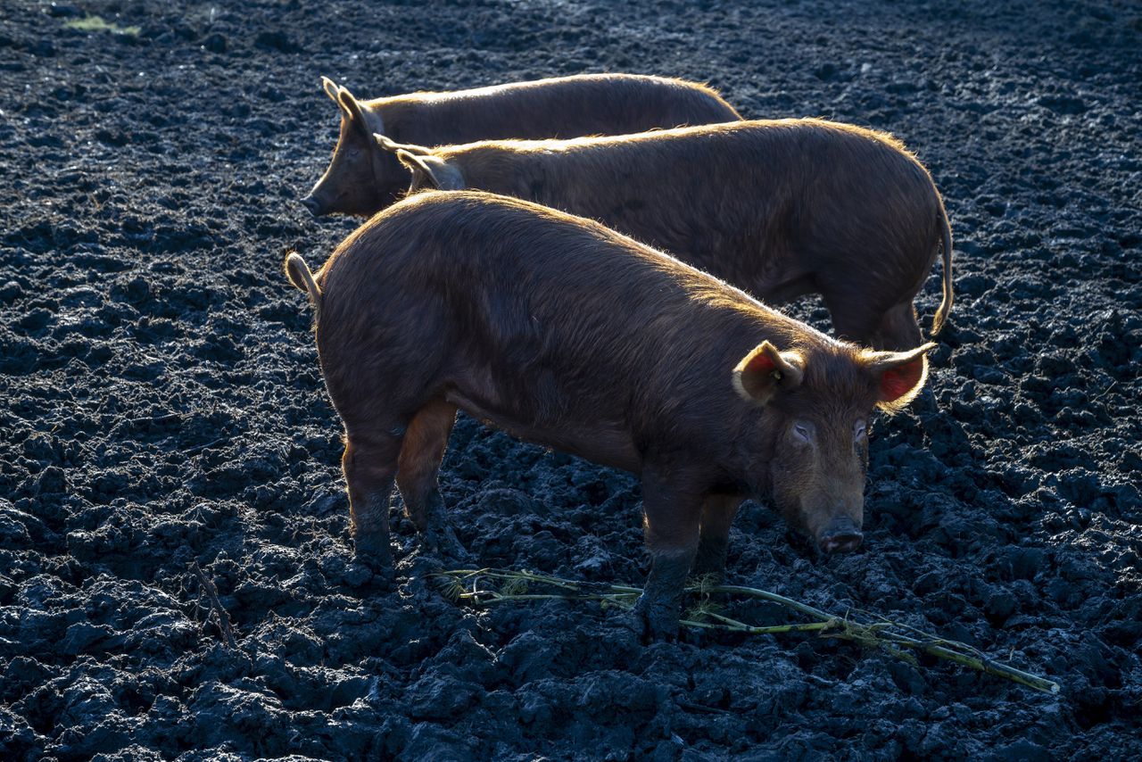 Rechter: ministerie moet alsnog onderzoek doen naar couperen varkensstaarten