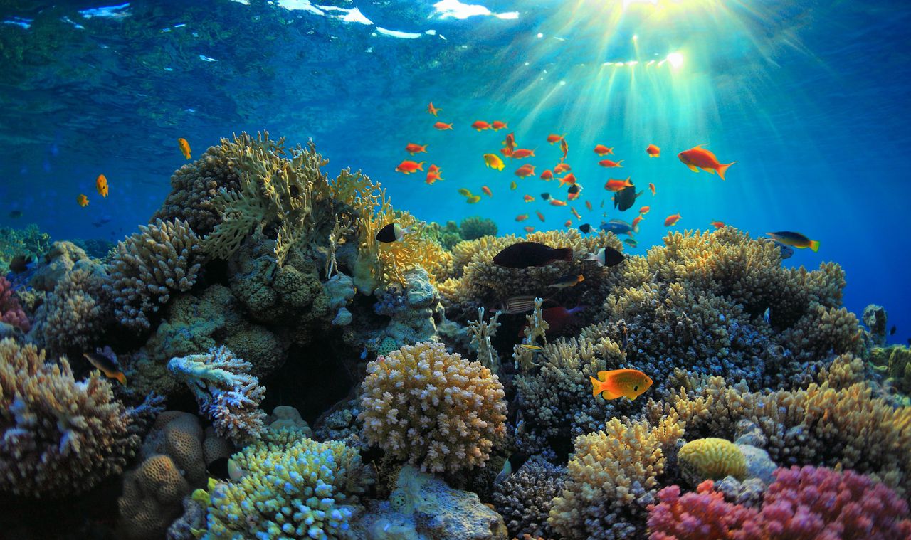 In de oceanen is de soortensamenstelling sterk aan verandering onderhevig. Veel mariene soorten zijn bijvoorbeeld extra gevoelig voor kleine fluctuaties van de temperatuur.