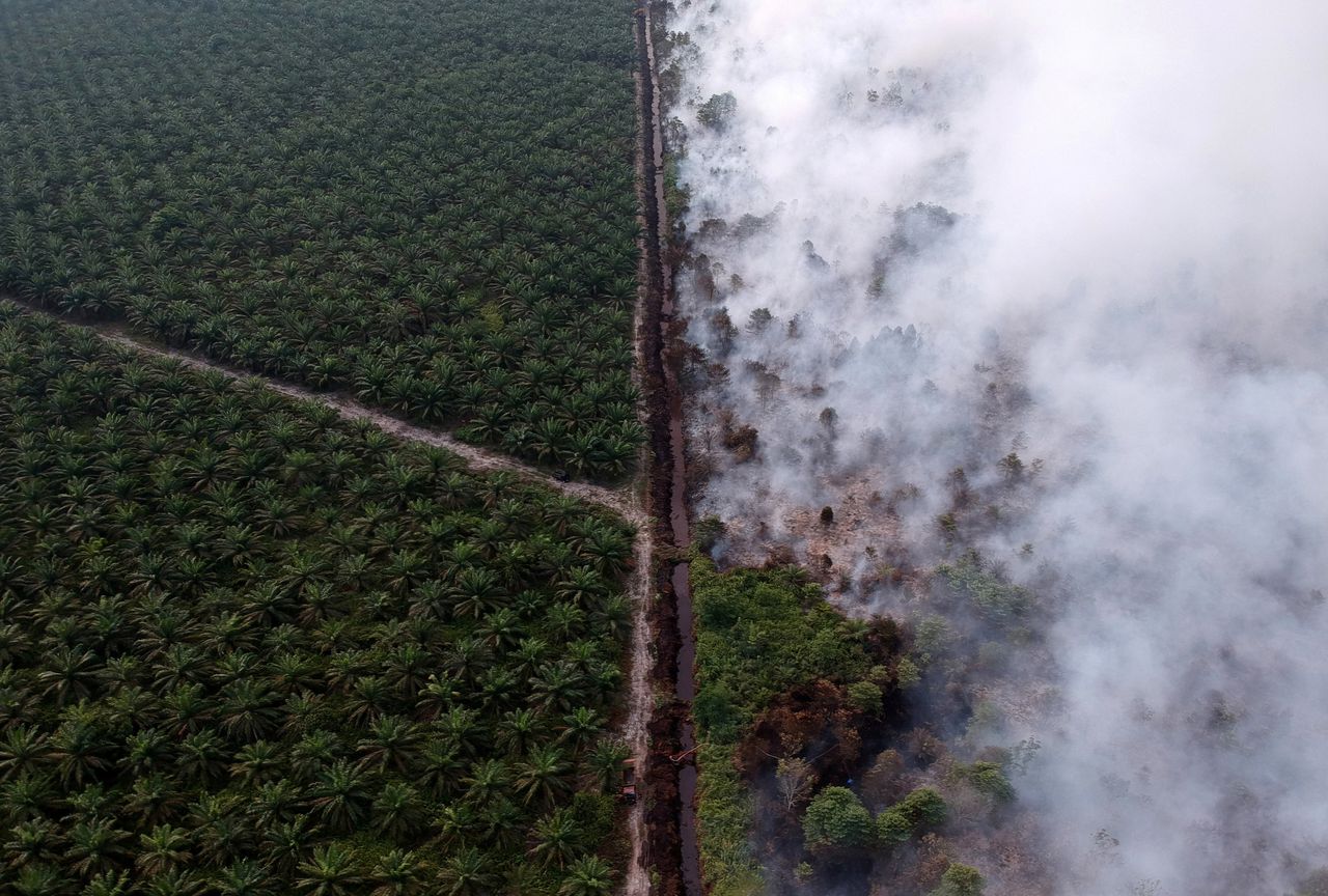 EU en Indonesië ruziën over palmolie  