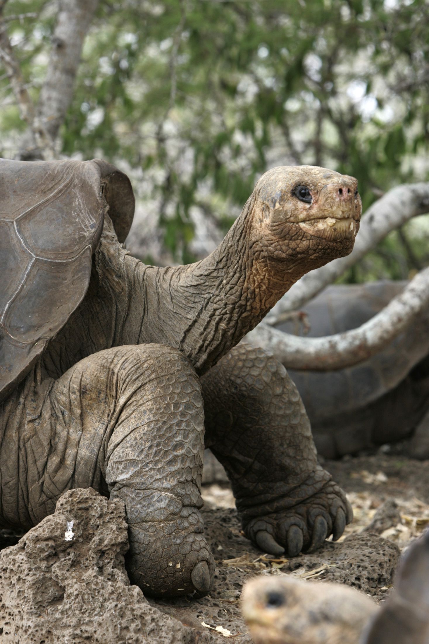 Абингдонские слоновые черепахи