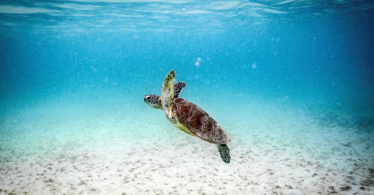 ‘Die bereidheid om in actie te komen voor de oceanen, daar word ik wel vrolijk van’