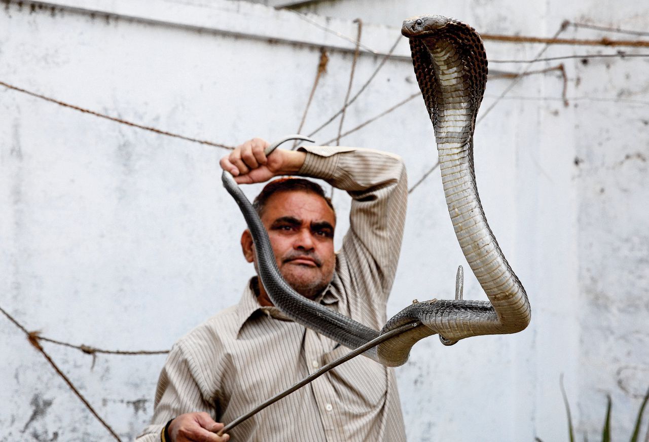 Slangenvanger Mohammed Saleem, met een cobra in Bhopal, India. De laatste dertig jaar heeft hij duizenden slangen gevangen.